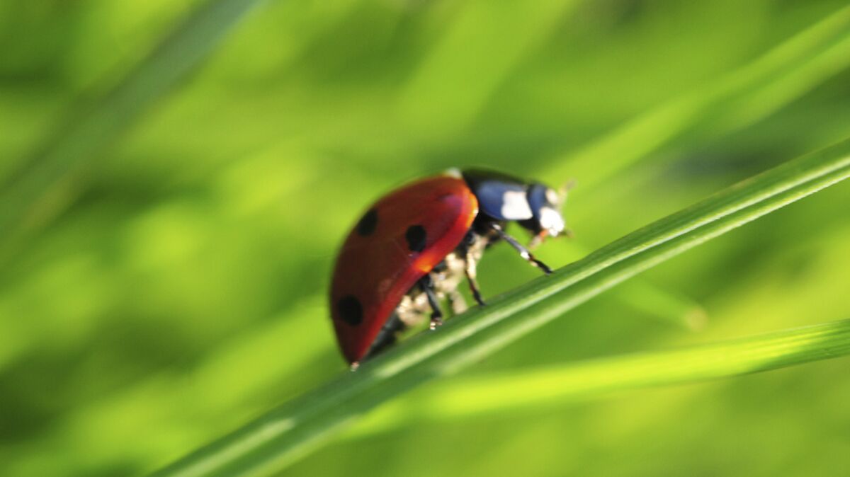 Comment attirer des coccinelles dans son jardin Femme Actuelle