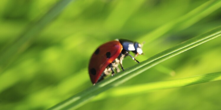 Comment attirer des coccinelles dans son jardin ?