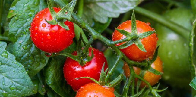 Comment bien planter ses tomates