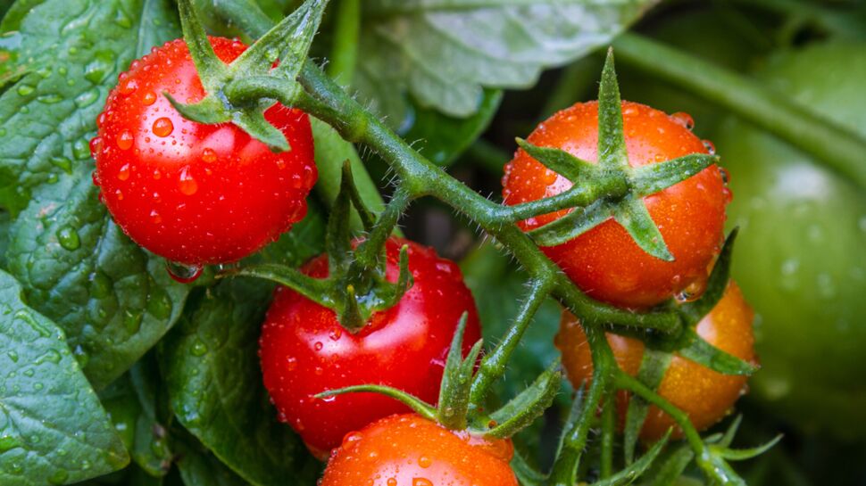 Comment bien planter ses tomates