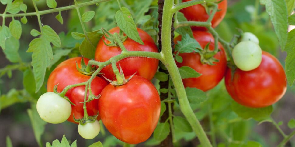 Faire ses graines de tomates: un jeu d'enfant