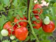 Comment cultiver des tomates ?