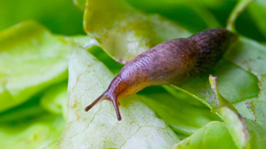 Comment Se Debarrasser Des Limaces Au Jardin Femme Actuelle Le Mag