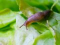 Comment se débarrasser des limaces au jardin ?