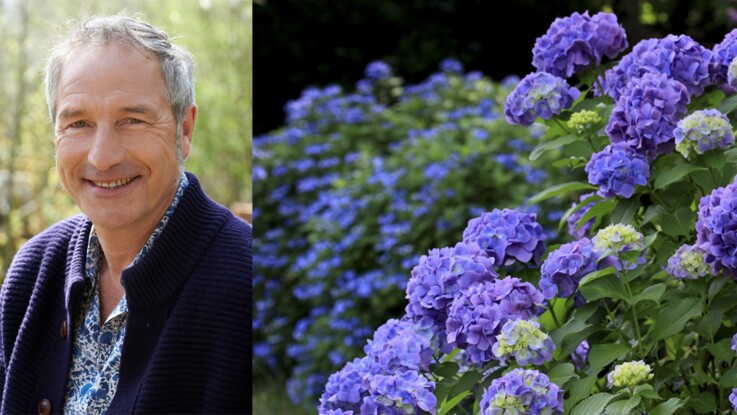 Comment garder un hortensia blanc