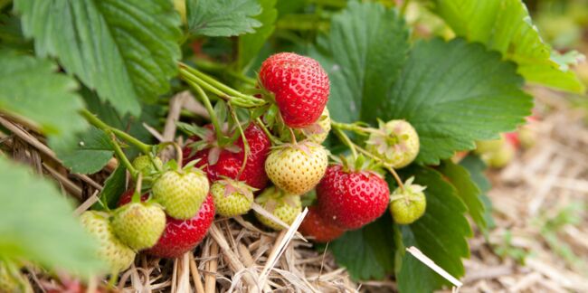 Comment planter des fraisiers