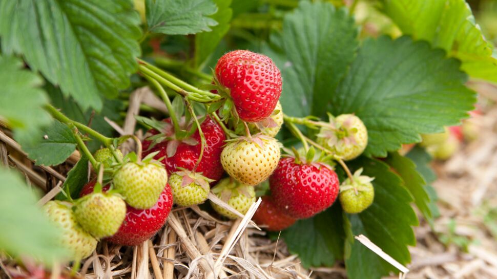 Comment planter des fraisiers