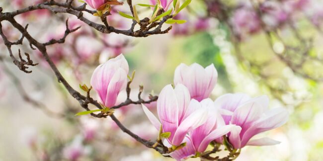 Comment planter et tailler un magnolia ?
