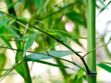Comment planter un bambou