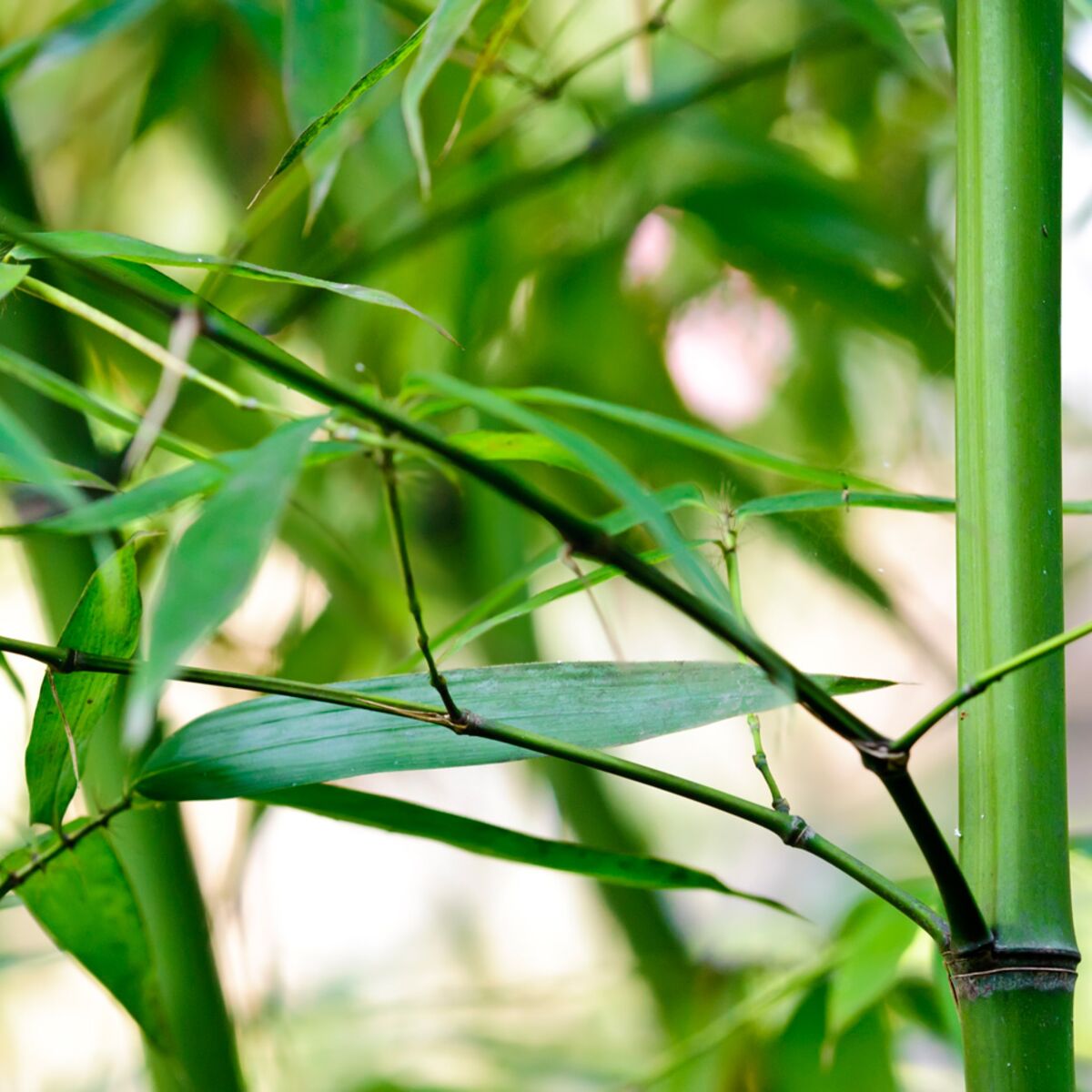 Comment planter une haie de bambous ?
