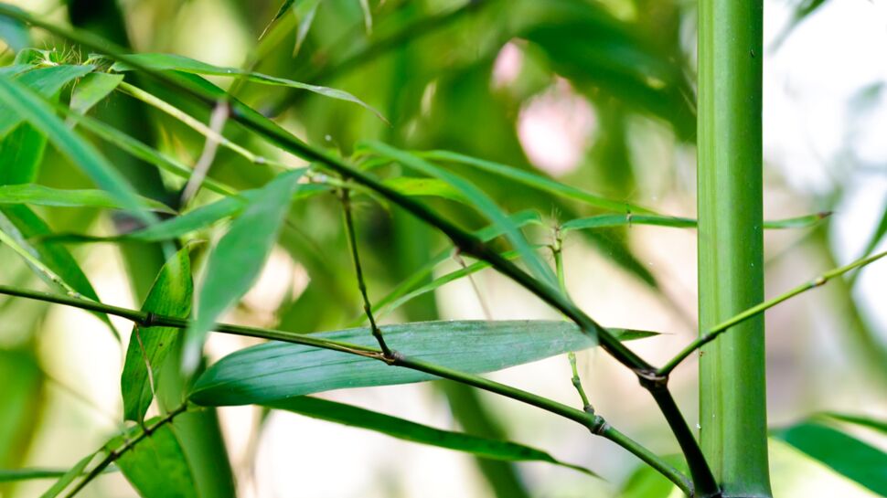 Comment planter un bambou