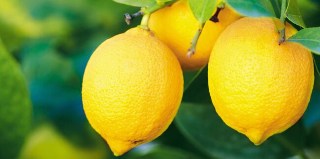 Comment planter un citronnier ?