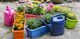 Comment composer une belle jardinière selon Stéphane Marie