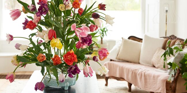 Tulipe : comment bien la faire pousser et conserver ses bouquets ?