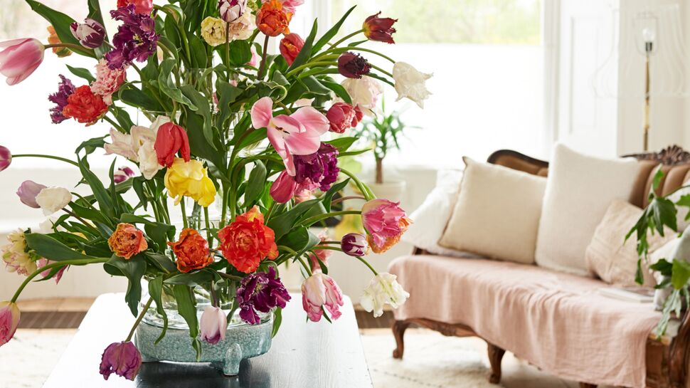 Tulipe : comment bien la faire pousser et conserver ses bouquets ?