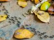 Jardin : 10 anti-fourmis naturels et efficaces