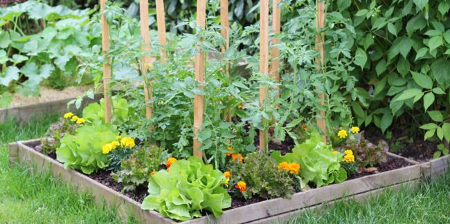 Jardin en lasagnes : comment cultiver facilement ?