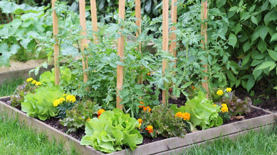 Jardin en lasagnes : comment cultiver facilement ?