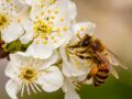 Quelles sont les plantes à privilégier pour aider les abeilles au jardin ?