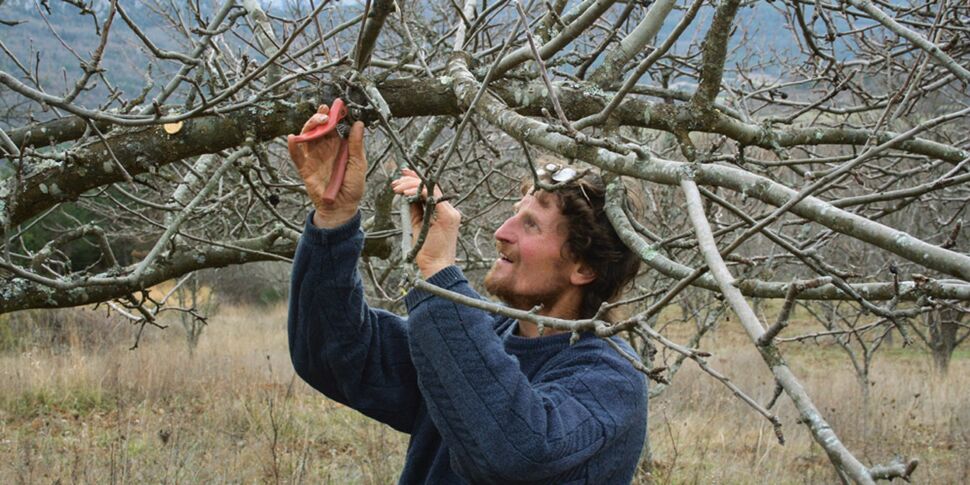 Pommiers, cerisiers… Comment protéger ses arbres fruitiers en hiver ? :  Femme Actuelle Le MAG