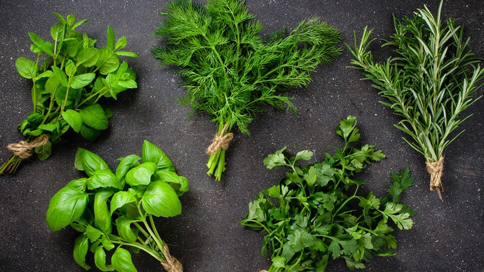 Top 5 de nos herbes aromatiques préférées : leurs usages cuisine et santé