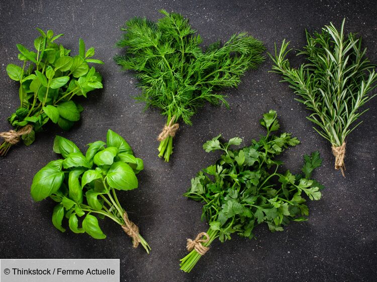 Top 5 de nos herbes aromatiques préférées : leurs usages cuisine et santé :  Femme Actuelle Le MAG