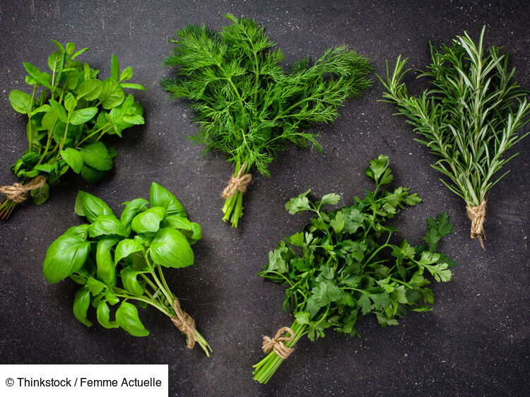 Top 5 De Nos Herbes Aromatiques Pr f r es Leurs Usages Cuisine Et 