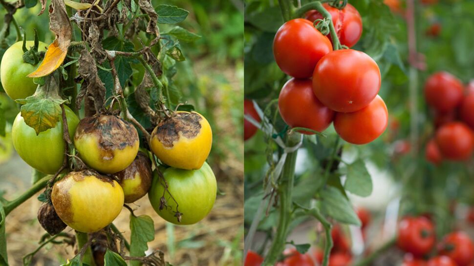 Traitements bio contre le mildiou de la tomate