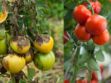 Traitements bio contre le mildiou de la tomate