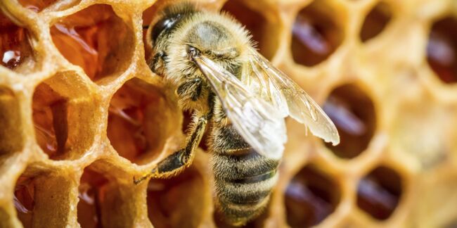 Une ruche dans mon jardin : le cycle de vie des abeilles
