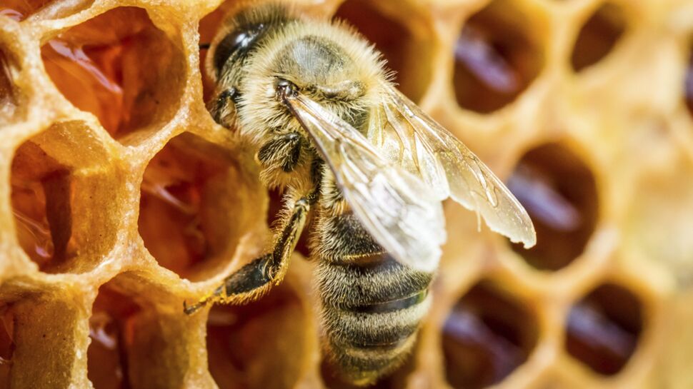 Une ruche dans mon jardin : le cycle de vie des abeilles : Femme