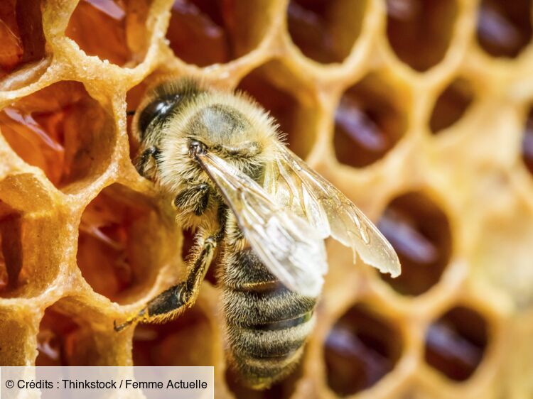 L'abeille et la ruche