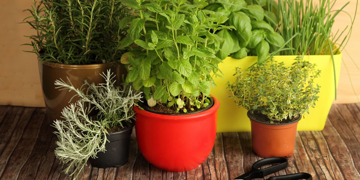 Fabriquer une petite jardinière pour plantes aromatiques dans la