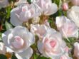 Vidéo : comment planter un rosier