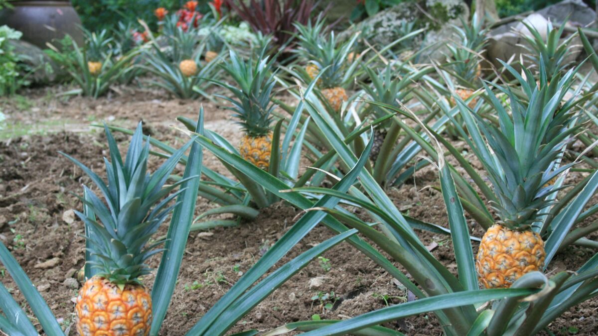 Ananas De Bretagne A Deguster Au Tropical Parc Femme