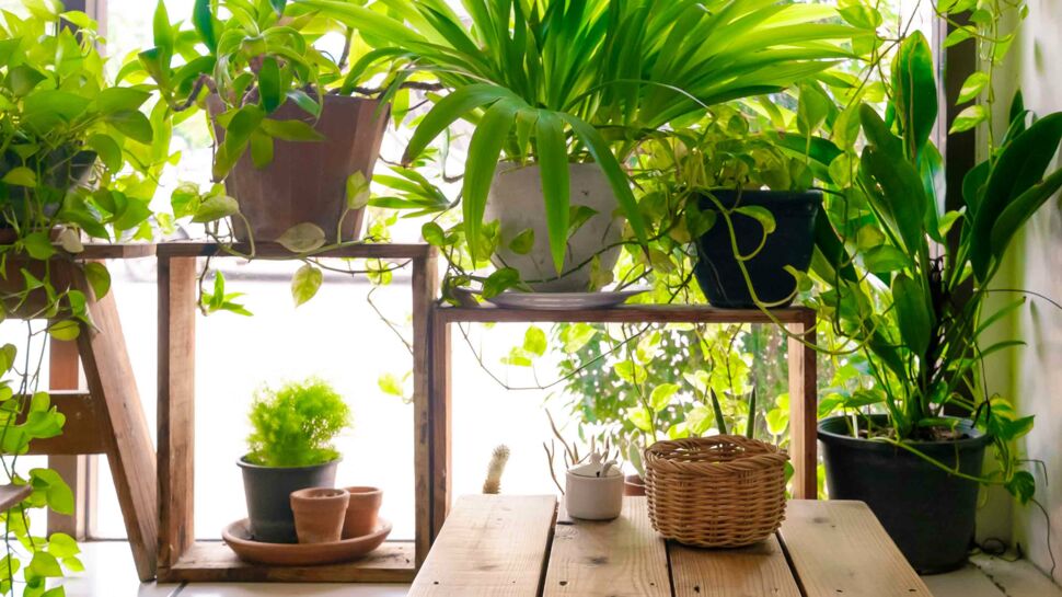 Cet été, Bio C’Bon s’occupe de vos plantes gratuitement !