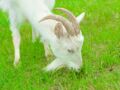 Des chèvres pour tondre la pelouse !