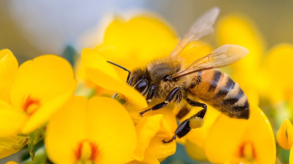 C’est la fête des abeilles aux Fermes de Gally !