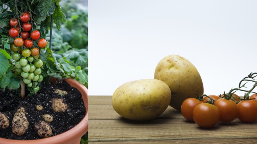 Incroyable Ce Pied De Tomates Donne Des Patates Femme Actuelle Le Mag