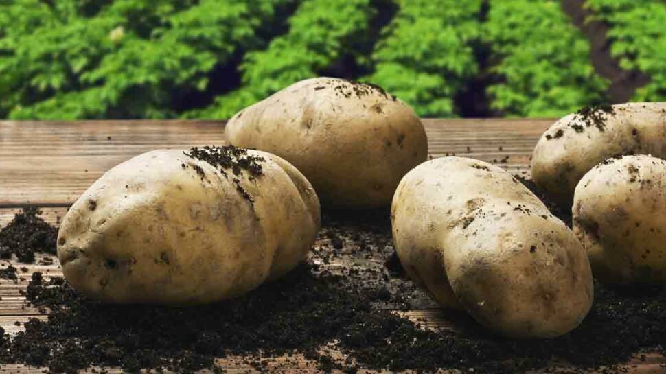 Jouez pour gagner des plants de pommes de terre pour vos balcons
