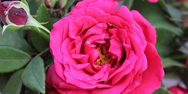 La nouvelle rose Lalande de Pomerol®