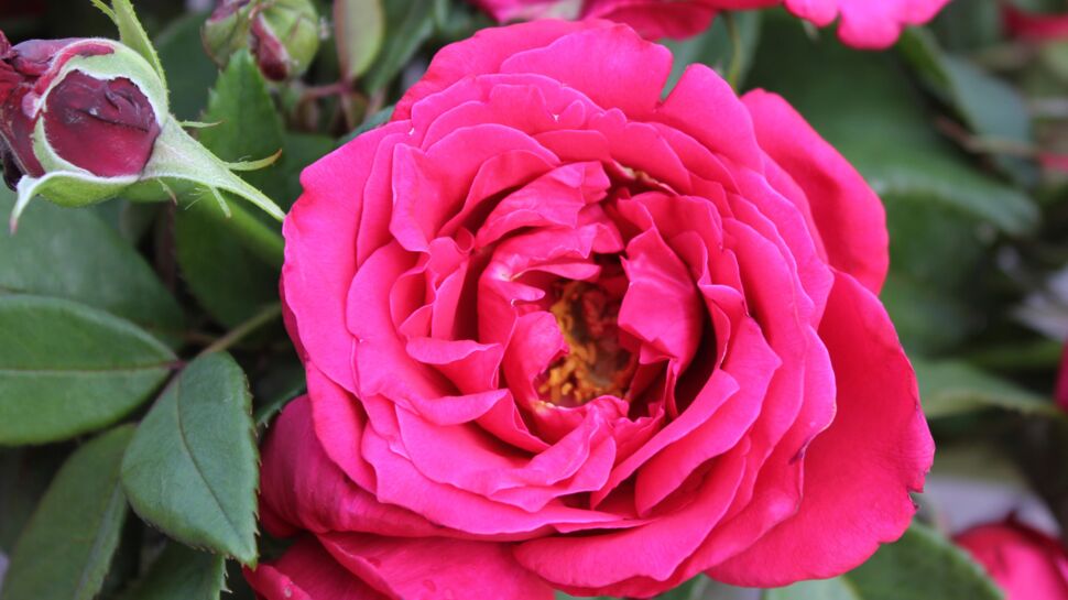 La nouvelle rose Lalande de Pomerol®