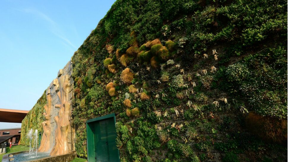 Le plus grand mur végétal entre dans le Guinness