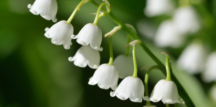 Un Muguet De Bonne Qualite Pour Ce 1er Mai Femme Actuelle Le Mag