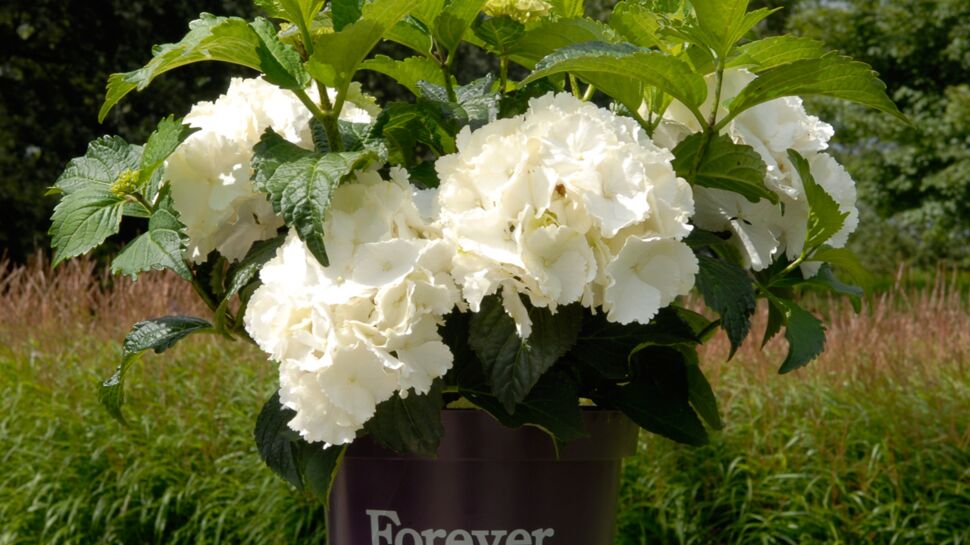 Un nouvel hortensia blanc