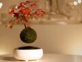 Les plantes d’intérieur volent avec le Air Bonsai