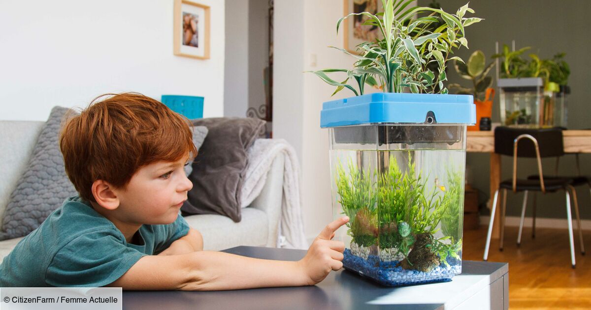 “l'aquaponie” : cultiver des plantes en élevant des poissons, comment ça marche?