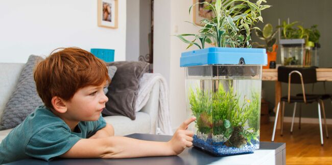 “L'aquaponie” : cultiver des plantes en élevant des poissons, comment ça marche?