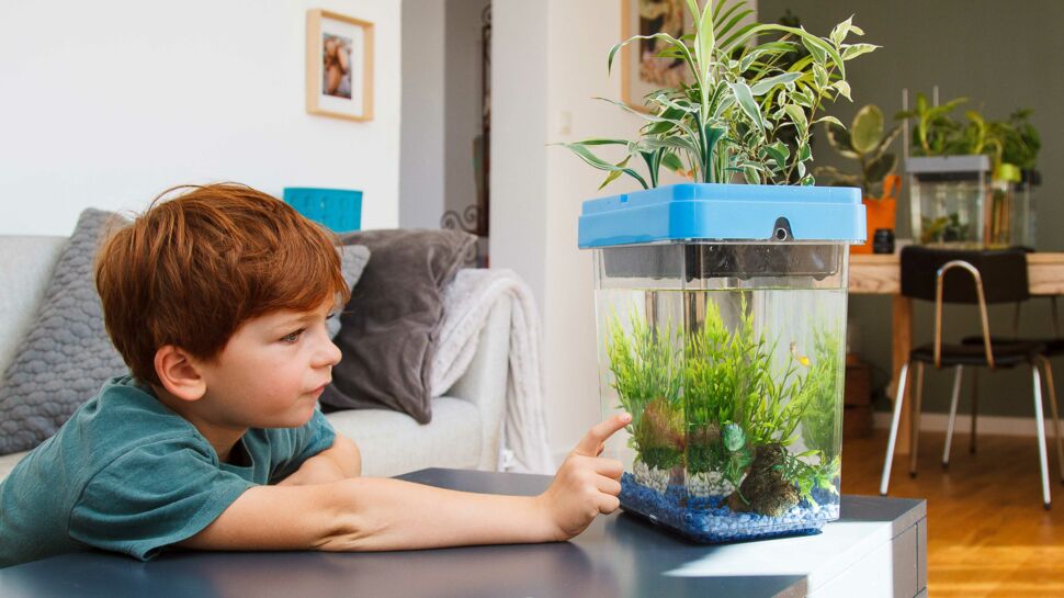 “L'aquaponie” : cultiver des plantes en élevant des poissons, comment ça marche?