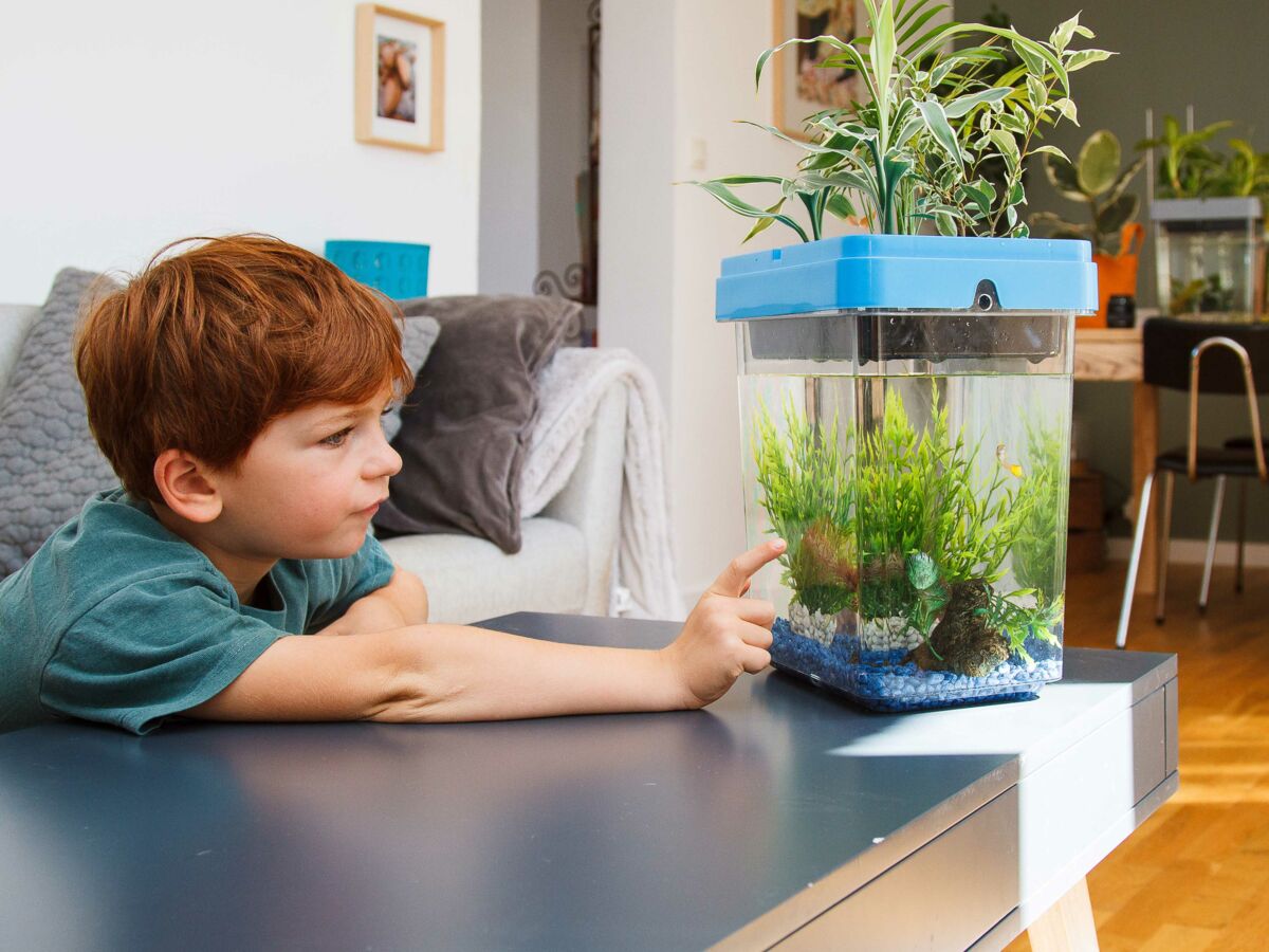 Peut-on utiliser l'eau de l'aquarium pour arroser les plantes ?